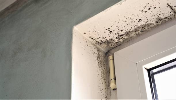 Best Mold Damage Restoration  in Sycamore, GA