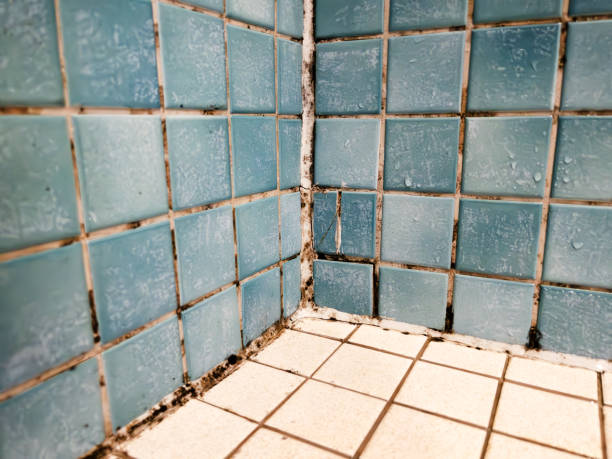 Best Mold Removal for HVAC Installations  in Sycamore, GA