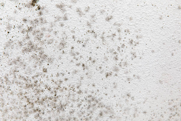 Best Asbestos and Lead Testing During Mold Inspection  in Sycamore, GA