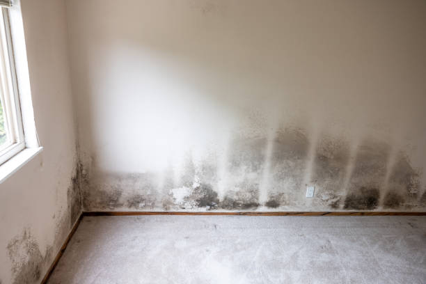 Professional Mold Removal in Sycamore, GA