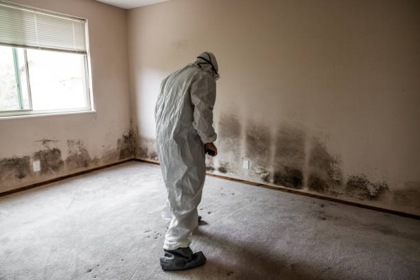 Best Mold Odor Removal Services  in Sycamore, GA