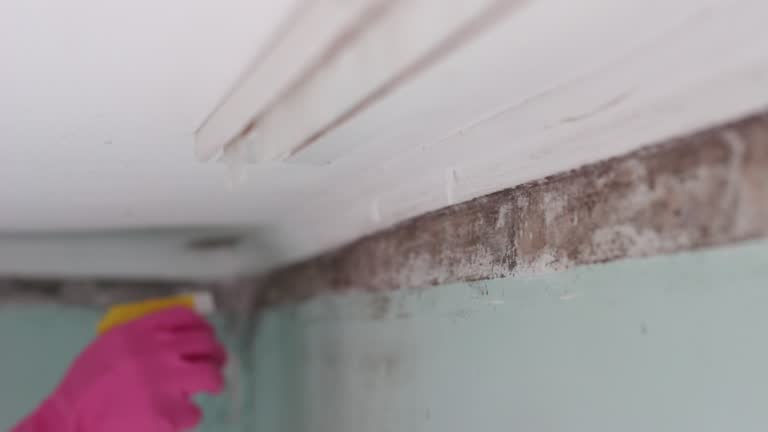 Best Mold Remediation for Rental Properties  in Sycamore, GA
